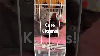 Adorable Kittens Too #cat #kitten #cats #shorts #viral #viralvideo