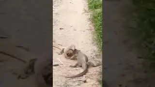 goira fighting
