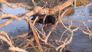 Watermark Retrievers Smoke training the Bill Hillmann way for duck hunting