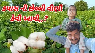 કપાસની છેલ્લી વીણી કેવી આવી? 😍🌾 | Last Cotton Picking Vlog | Village Life Gujarat