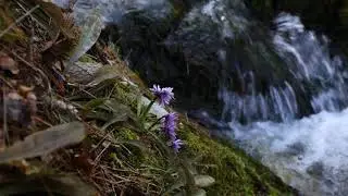 처녀치마-Heloniopsis orientalis- Heloniopsis koreana