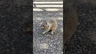 🐿️ enjoying🍟 up close