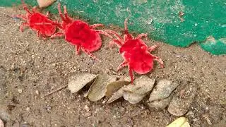 Red Velvet Mites