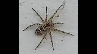 This tiny spider has a unique hunting strategy! It runs around the prey and traps it in its silk ..