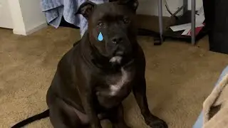 Pitbull Dog Crying For Attention! The Biggest Baby On The Internet! 😂