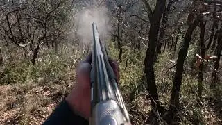 pairon de becasse chasse a la becasse avec des pointer   HD 1080p