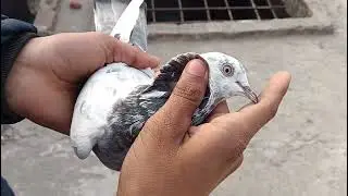 Aaj phir talha ke ghar ge 