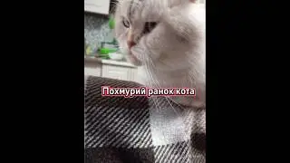 Похмурий день кота #facts #cat #memes #music #funny #relax #animals #catmemes