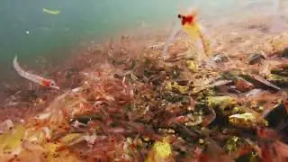 【映像記録】大発生したアミの海底で懸命に泳ぐイトアナゴ属の一種のレプトケファルス幼生を見る- Leptocephalus