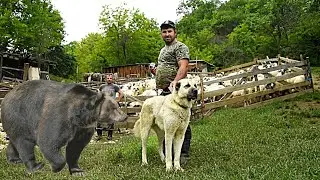 URSUL A LUAT DE CEAFA UN PORC SI A MANCAT UN MAGAR - MITICA BALUTANU - TUNSUL OLILOR LA FOARFECA !
