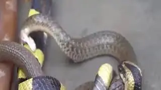 Ular Weling VS Ular Cobra 