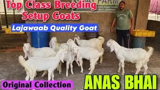 Top Class Quality Breeding Setup Goat At ANAS BHAI | Patira Hypat Bakri Ke Bacche In Bhiwandi 