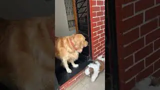 Ceasar #goldenretreiver #dog #funny #cute #puppy #doglover #doggylife