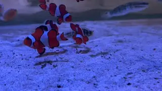 Clownfish show and tell! 