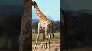long neck animal giraffe#shorts