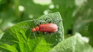 Prachtige mooie natuur wandeling bij de Grebbelinie in Veenendaal; #Vlog257