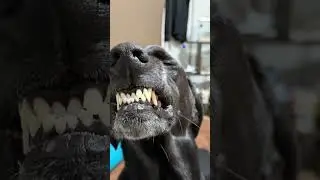 変な笑顔の大型犬&hellip;たまにアレキの洋平さんぽいヤツ