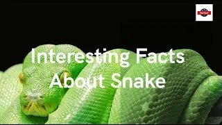 Interesting Unknown Facts About Snake You Must Know