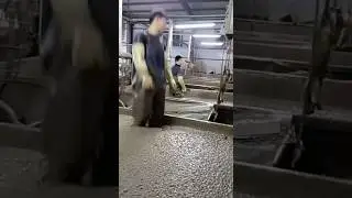 It is not cement concrete. This is a clam.
