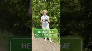 Редкие сорта клубники 🍓