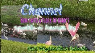 Pink Spoonbills vs White American Ibis