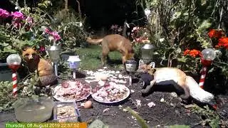 Foxheaven Dublin Ireland Live stream.Molly cat jumping over Fox.