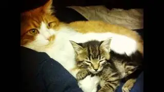 Sleeping at my feet on the couch...#rescuedpets #forevergrateful #cat #cute #kitty #ilovecats #ilo