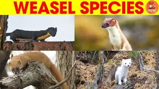 🐾🌟Amazing Types of Weasel Species Names in English for kids #kidslearning  #animals #weasel 🐾🌟