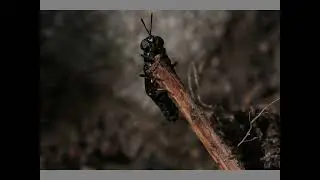Mouche soldat noire