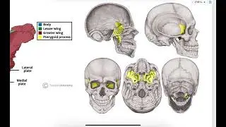 OSPE of the skull