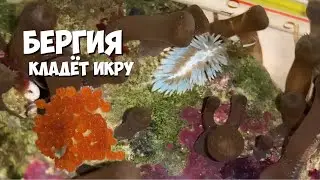 #4 Кладка Бергии | Макро съёмка