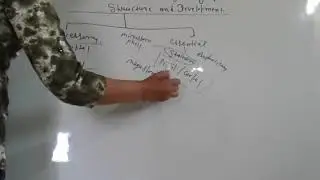 Structure of stamen,  Development of Anther and structure of microsporngium.Class 12th, Neet exam.