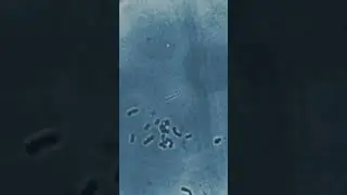 Язык собаки под микроскопом #microscopevideo #recommended #science