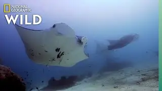 The Social Lives of Manta Rays | Nat Geo Wild