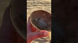 Must do activity in Puerto Escondido - Baby Turtle Release #shorts