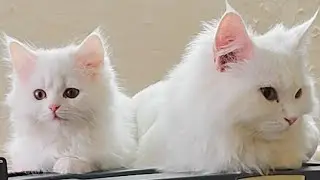 THE KITTENS ARE LIVE