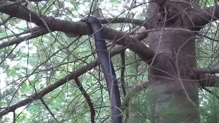 Rat snake climbing tree