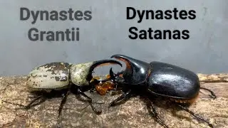 EP.91 Dynastes Granti vs Satanas Rhinobeetle battle pokemon insects fighting #insects #vs #beetle