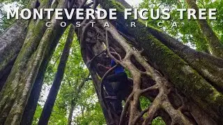 Monteverde Ficus Tree Climb in Costa Rica | Pura Vida Travel