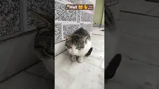 daily pets content 🐈,,,,#youtube#shortfeed#selfcontent#petshub#voicemyself#wait#cat#petlovers
