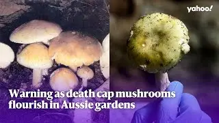 Warning as death cap mushrooms flourish in Aussie gardens | Yahoo Australia