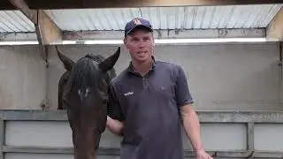 Te Akau TV - Festive Boxing Day Special