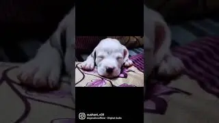 1 month to 3 month transformation American Pitbull