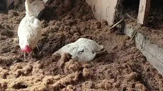 Kumesimiz Temizlendi. Tavuklarin Keyfi Yerinde.#video 