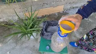 5 KAŞIK KÜL COŞTURDU! | ALOE VERA BAKIMINI BİLMİYORSUN DİYENLER BURAYA! | ÇİÇEK AÇTI