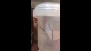 Tim Dormer vs Spider