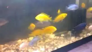homemade compressor on the cheap  test the aquarium 2015