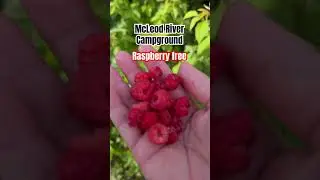 Raspberry at McLeod River campground#raspberry #shortsfeed #nature #viralvideo #asmr#ytshorts