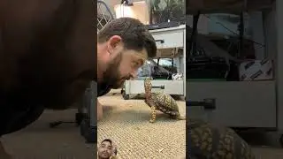 #reptiles #turtoise #turtle #turtlesanctuary #animals #gianttortoise #tortoise #snake #greektortoise