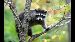 Relaxing Music with Raccoon Images